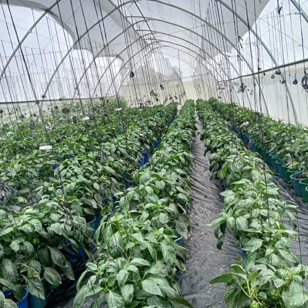 Greenhouse farming is profitable, gives quality vegetables Agronomist