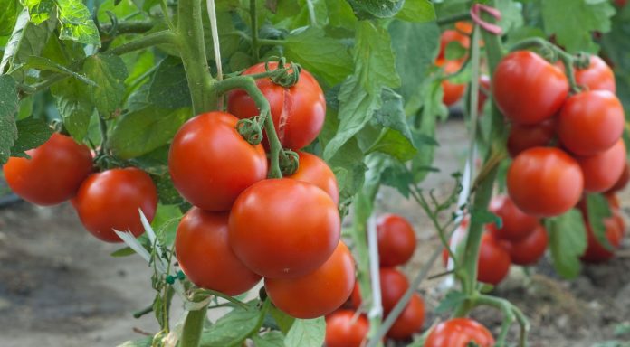Tomato-Farming-in-Ghana