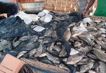 Asongtaba Group harvests 321kg of tilapia under gov’t-assisted fish farming programme