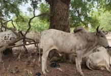 Kassena-Nankana West District opens animal market to expand livestock commerce