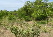 World Vision Ghana calls on gov’t to adopt FMNR to support land restoration efforts