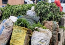 Police bust suspected cannabis farms hidden among millet, maize in Daliga