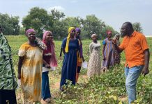 CSIR-SARI engages farmers in selecting promising cowpea varieties